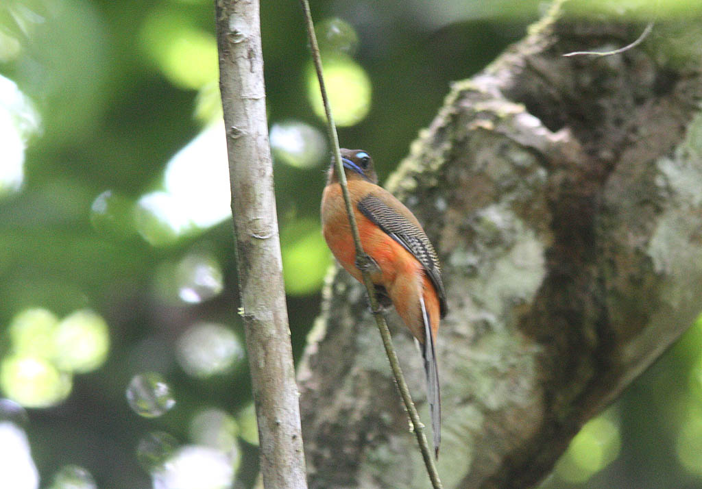 05608紅腰咬鵑Scarlet rumped Trogon Harpactes duvaucelii1.jpg