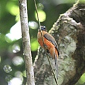 05608紅腰咬鵑Scarlet rumped Trogon Harpactes duvaucelii1.jpg