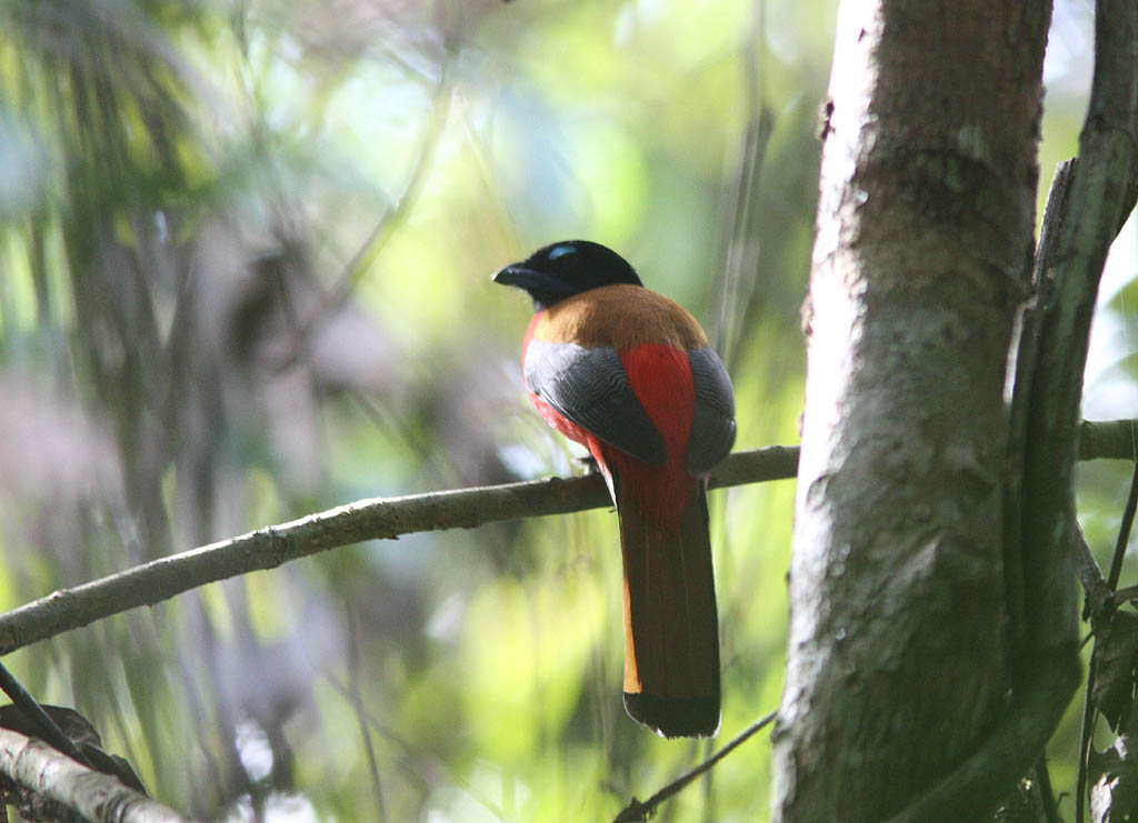 05608紅腰咬鵑Scarlet rumped Trogon Harpactes duvaucelii2.jpg