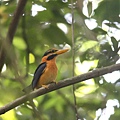 05701栗領翡翠Rufous collared Kingfisher Actenoides concretus2.jpg