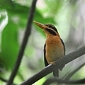 05701栗領翡翠Rufous collared Kingfisher Actenoides concretus3.jpg