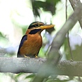 05701栗領翡翠Rufous collared Kingfisher Actenoides concretus4.jpg