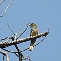 05806藍鬚夜蜂虎Blue bearded Bee eater Nyctyornis athertoni.jpg