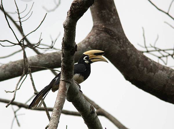 05904冠斑犀鳥Oriental Pied Hornbill Anthracoceros albirostris1.jpg