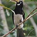 05904冠斑犀鳥Oriental Pied Hornbill Anthracoceros albirostris2.jpg