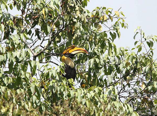 05906雙角犀鳥Great Hornbill Buceros bicornis1.jpg