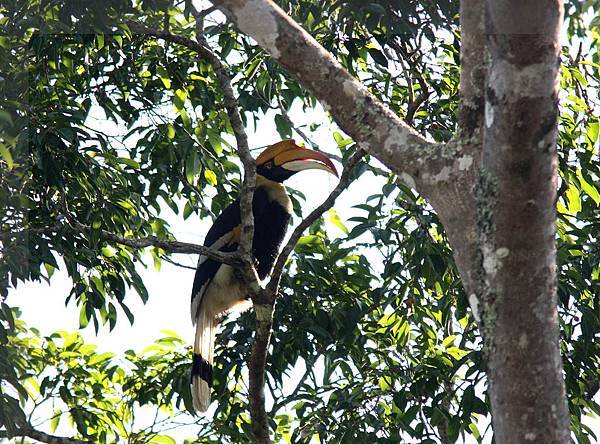 05906雙角犀鳥Great Hornbill Buceros bicornis4.jpg