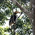 05906雙角犀鳥Great Hornbill Buceros bicornis4.jpg