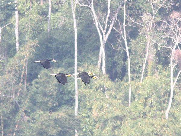 05913花冠皺盔犀鳥Wreathed Hornbill Aceros undulatus.jpg