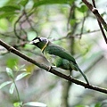 06001火簇擬鴷Fire tufted Barbet Psilopogon pyrolophus1.jpg