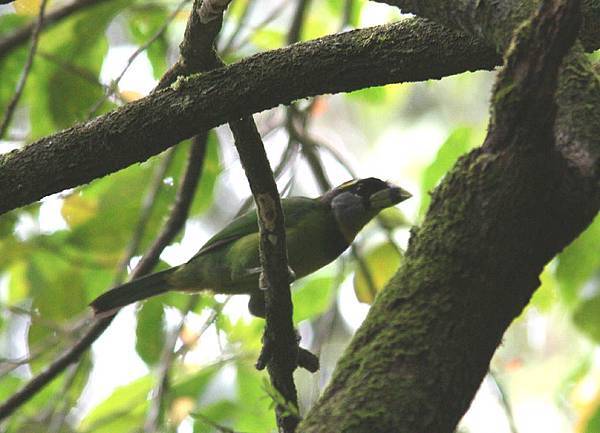 06001火簇擬鴷Fire tufted Barbet Psilopogon pyrolophus2.jpg