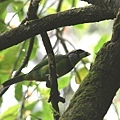 06001火簇擬鴷Fire tufted Barbet Psilopogon pyrolophus2.jpg