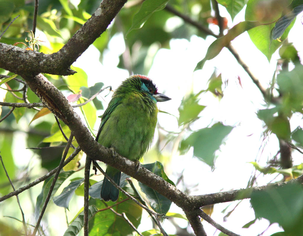 06013休氏擬鴷Moustached Barbet Megalaima incognita1.jpg