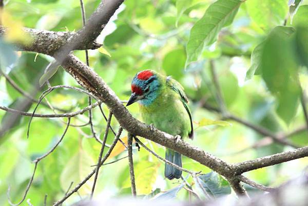 06013休氏擬鴷Moustached Barbet Megalaima incognita2.jpg