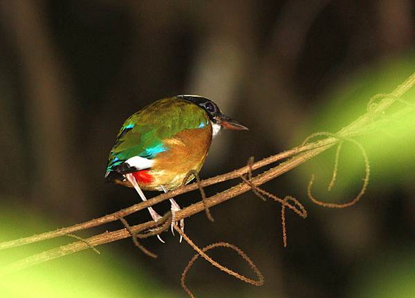 06410藍翅八色鶇Blue winged Pitta Pitta moluccensis1.jpg