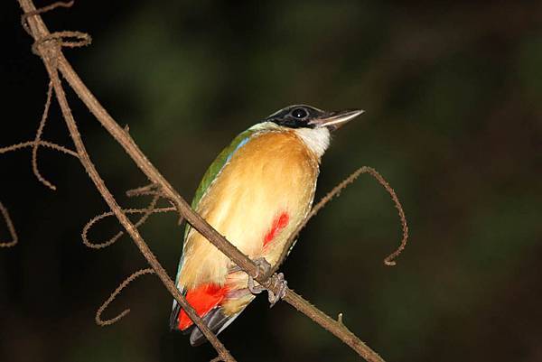 06410藍翅八色鶇Blue winged Pitta Pitta moluccensis2.jpg