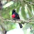 06906緋胸黃鸝Black and crimson Oriole Oriolus cruentus1.jpg