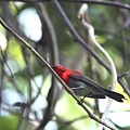 07401黃腰太陽鳥Crimson Sunbird Aethopyga siparaja.jpg