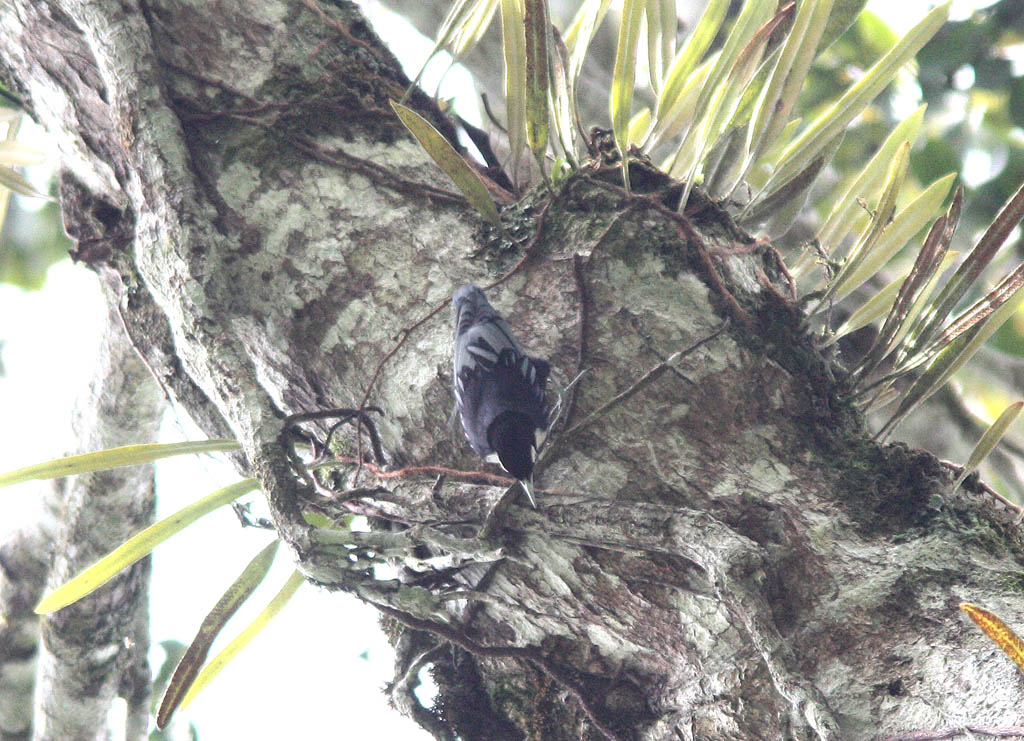 08407藍鳾Blue Nuthatch Sitta azurea1.jpg