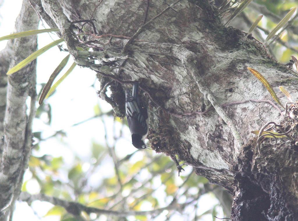 08407藍鳾Blue Nuthatch Sitta azurea2.jpg