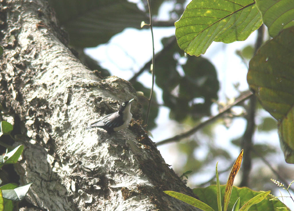 08407藍鳾Blue Nuthatch Sitta azurea3.jpg