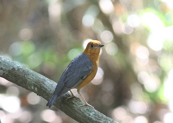 08902橙頭地鶇Orange headed Thrush Zoothera citrina innotata.jpg