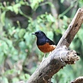 09111白腰鵲鴝White-rumped Shama Copsychus malabaricus.jpg