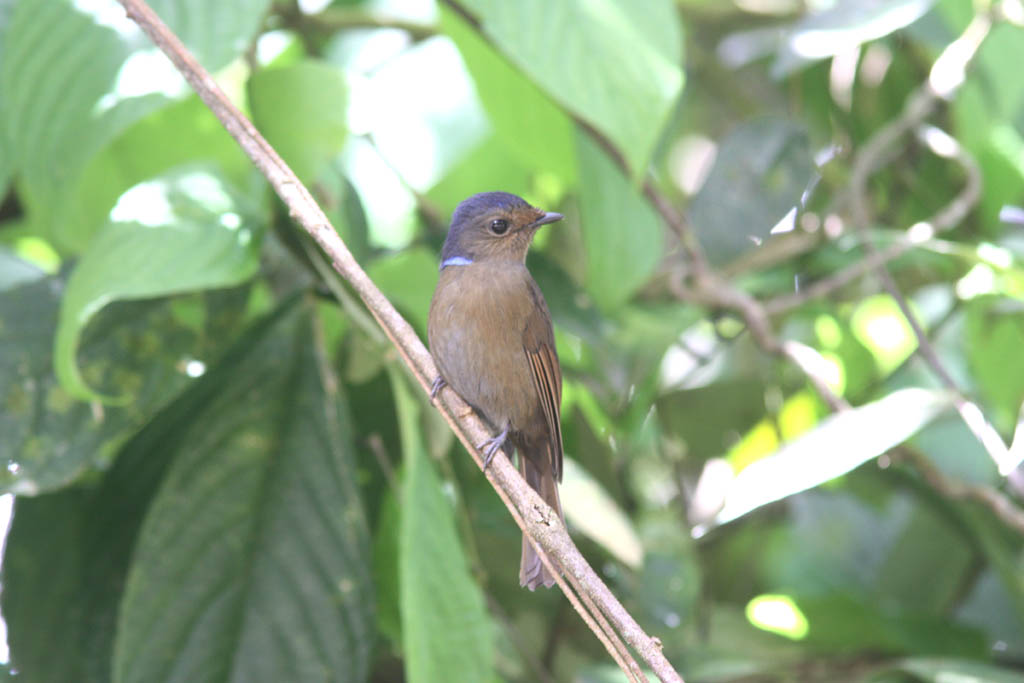 09605大仙鶲Large Niltava Niltava grandis3.jpg