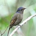 09605大仙鶲Large Niltava Niltava grandis5.jpg