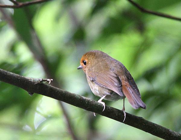 09707棕眉姬鶲Rufous browed Flycatcher Ficedula solitaris1.jpg