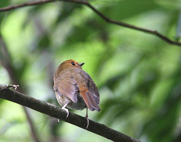 09707棕眉姬鶲Rufous browed Flycatcher Ficedula solitaris2.jpg