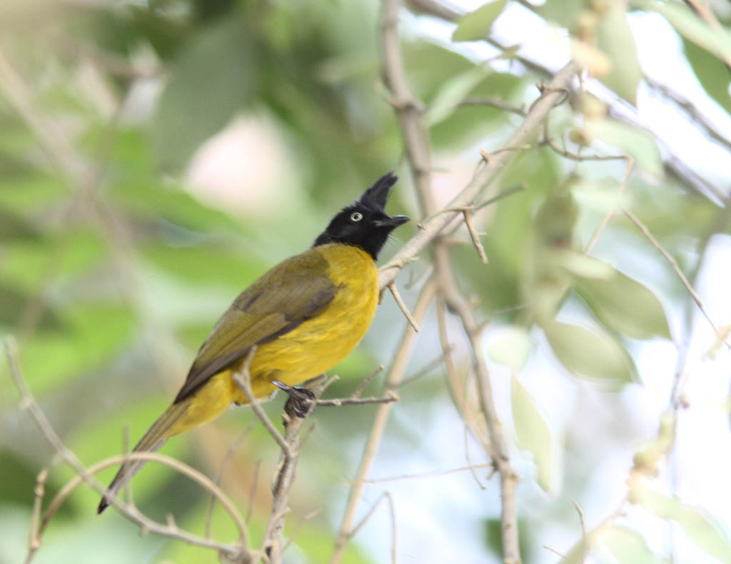 10102黑冠黃鵯Black crested Bulbul Pycnonotus melanicterus1.jpg