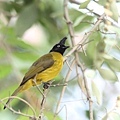 10102黑冠黃鵯Black crested Bulbul Pycnonotus melanicterus1.jpg