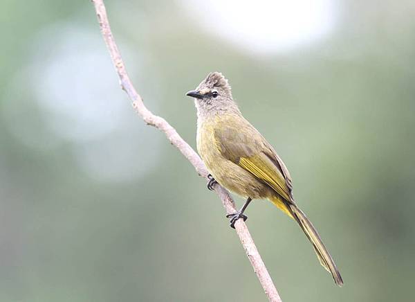 10107黃綠鵯Flavescent Bulbul Pycnonotus flavescens2.jpg