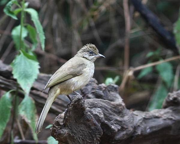 10110紋耳鵯Streak eared Bulbul Pycnonotus blanfordi.jpg