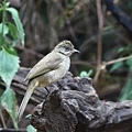 10110紋耳鵯Streak eared Bulbul Pycnonotus blanfordi.jpg