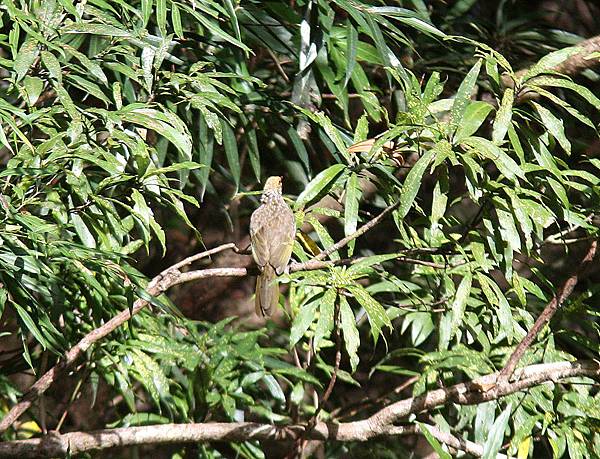 10201黃冠鵯Straw-headed Bulbul Pycnonotus zeylanicus.jpg