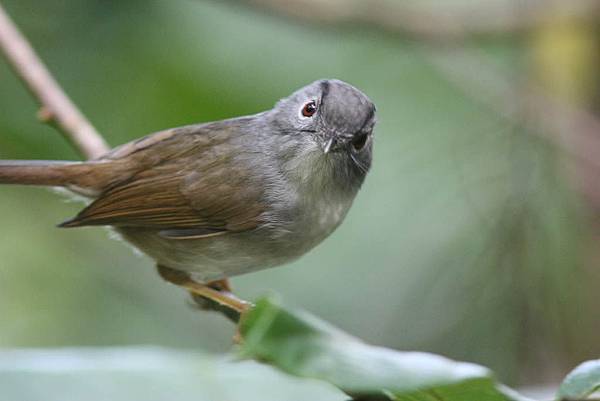 10909山雀鶥Mountain Fulvetta Alcippe peracensis1.jpg