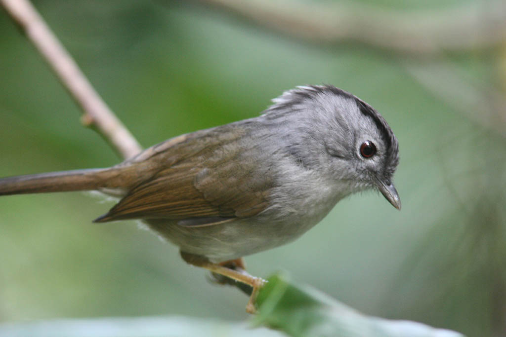 10909山雀鶥Mountain Fulvetta Alcippe peracensis2.jpg