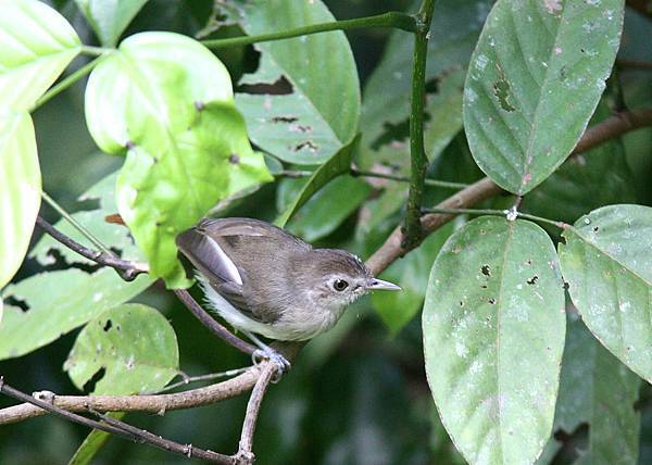 11306純色樹鶥Sooty capped Babbler Malacopteron affine2.jpg