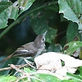 11306純色樹鶥Sooty capped Babbler Malacopteron affine3.jpg