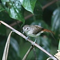 11306純色樹鶥Sooty capped Babbler Malacopteron affine4.jpg