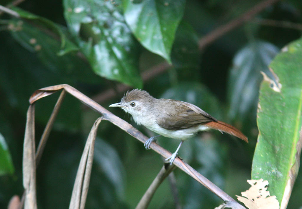 11306純色樹鶥Sooty capped Babbler Malacopteron affine5.jpg