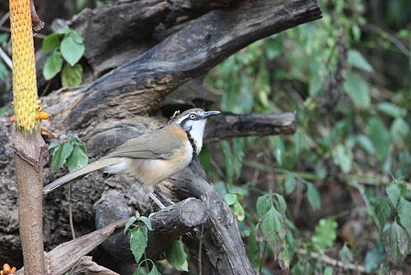 11514小黑領噪鶥Lesser Necklaced Laughingthrush Garrulax monileger2.jpg