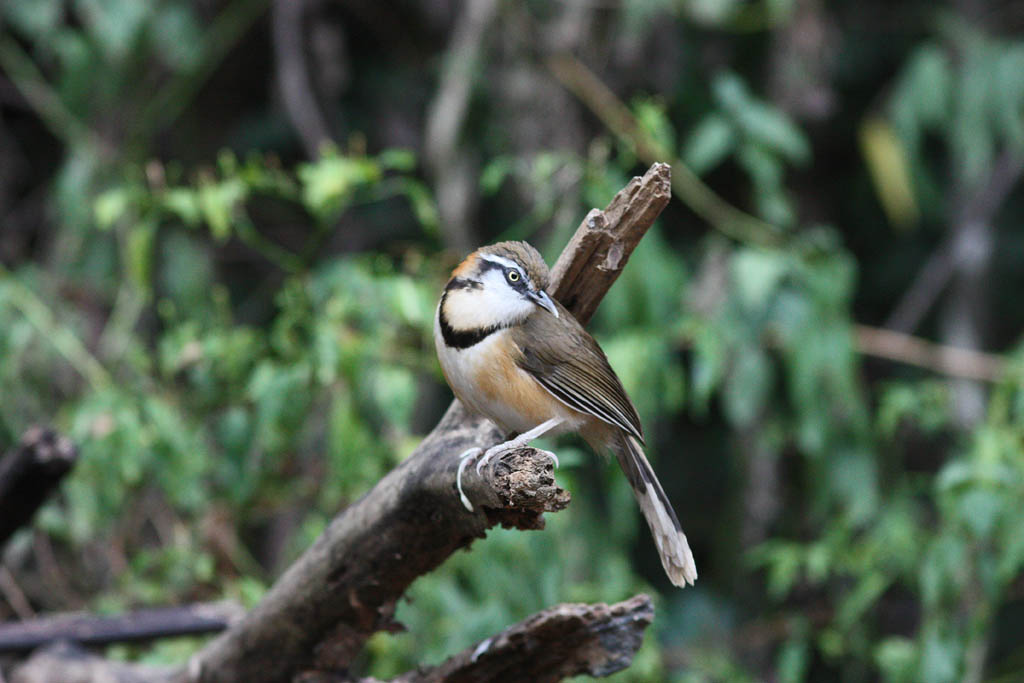 11514小黑領噪鶥Lesser Necklaced Laughingthrush Garrulax monileger3.jpg