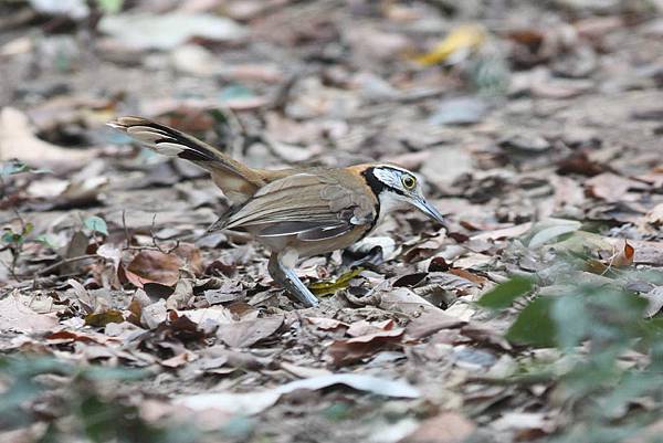 11515大黑領噪鶥Greater Necklaced Laughingthrush Garrulax pectoralis1.jpg