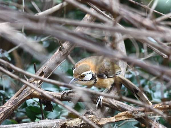 11515大黑領噪鶥Greater Necklaced Laughingthrush Garrulax pectoralis3.jpg