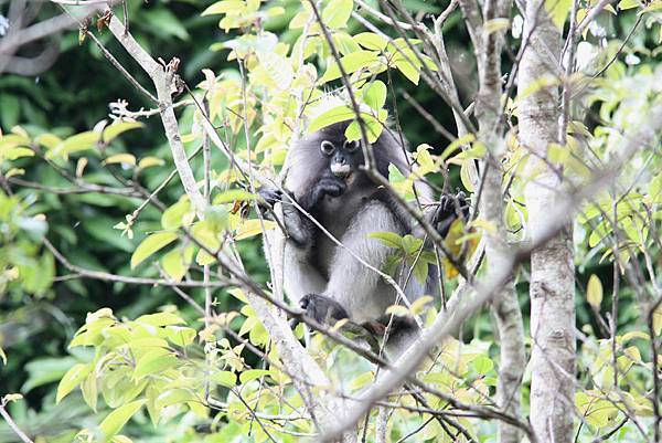 眼鏡葉猴 台 郁烏葉猴 中 Dusky Langur   Trachypithecus obscurus2.jpg