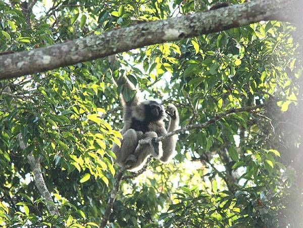 黑冠白手長臂猿 台 戴帽長臂猿 中Pileated Gibbon Hylobates pileatus.jpg