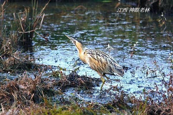 01大麻鷺Great Bittern.JPG